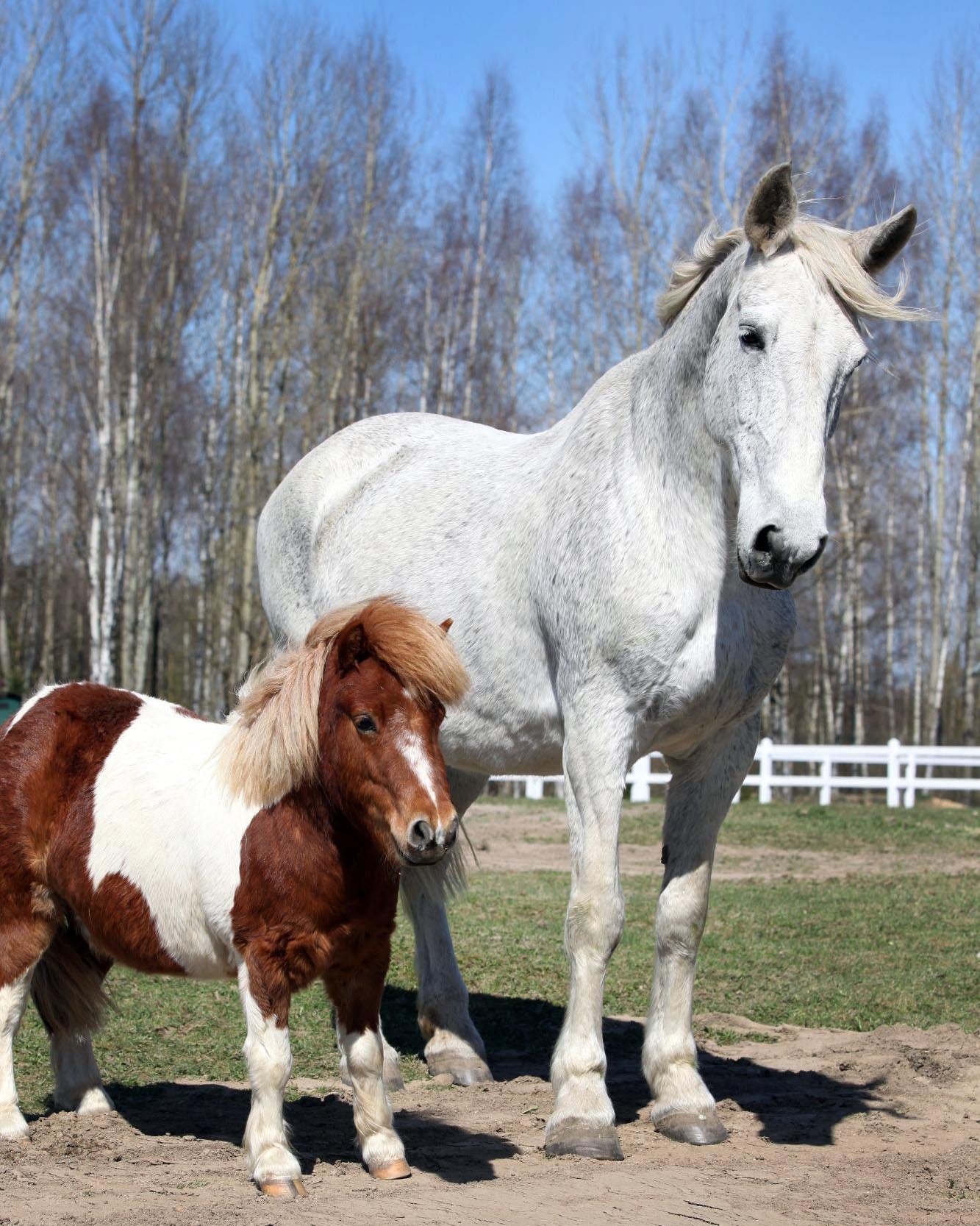 What is the difference between a horse and a pony?
