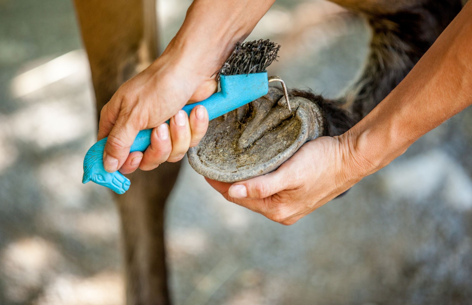 How to Pick Your Horse's Feet: A Step-by-Step Guide