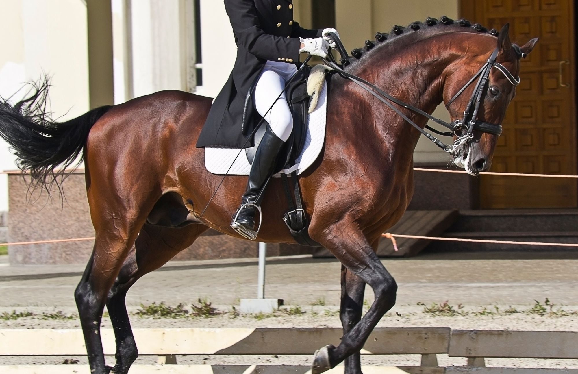 What is Dressage? A Beginner's Guide