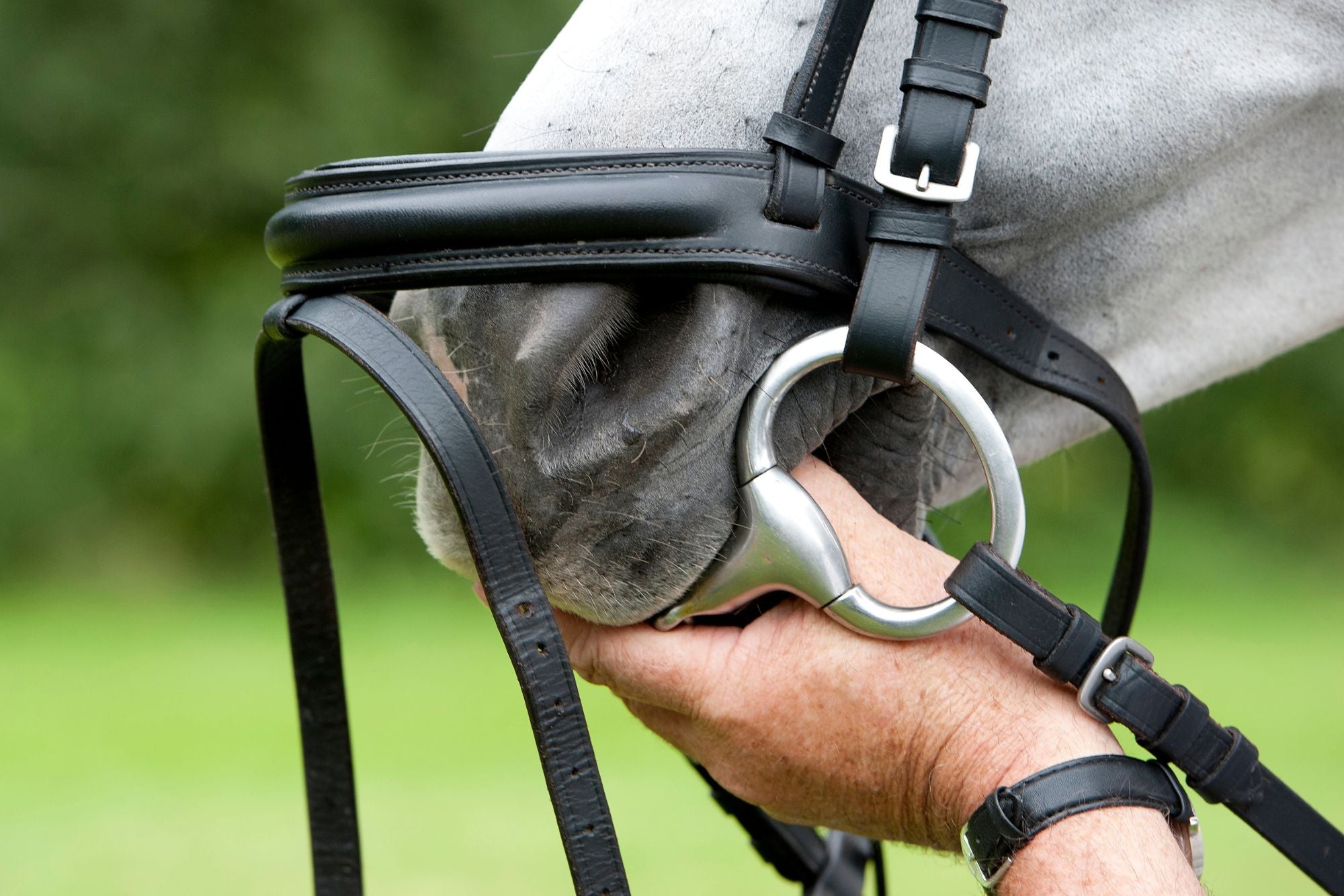 A Guide to English Horse Bits: Navigating the Variety of English Horse Bits for Optimal Performance